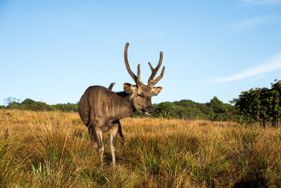 Deer standing in a field