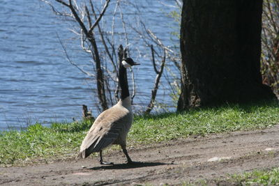 Bird on a tree trunk