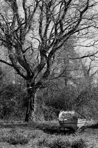 Bare trees in the park
