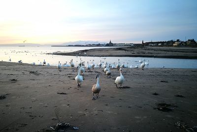 Swans on beach against sky during sunset