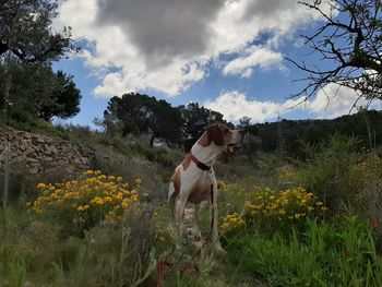 View of dog on field against cloudy sky