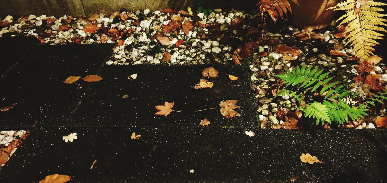 HIGH ANGLE VIEW OF SUNLIGHT FALLING ON FLOWERING PLANT DURING AUTUMN