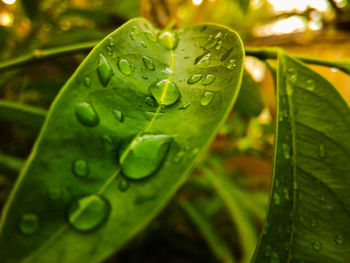 Close-up of raindrops on green leaves