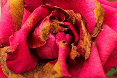 Close-up of pink flowers