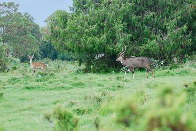 Deer in a field