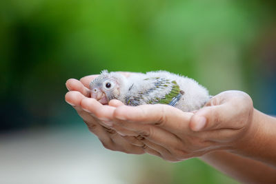 Close-up of hands holding small bird