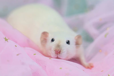 Close-up portrait of a rabbit