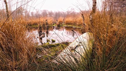 Scenic view of lake