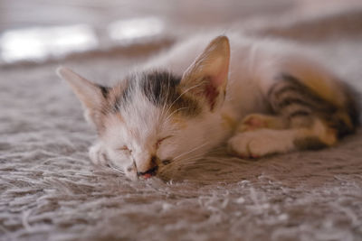 Close-up of cat sleeping