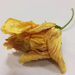 Close-up of yellow flower against white background