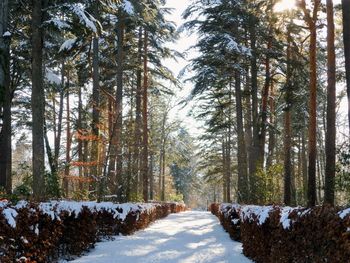 Snow covered road amidst trees in forest