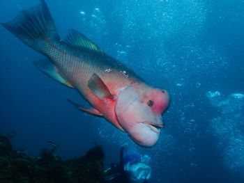 Fish swimming in sea