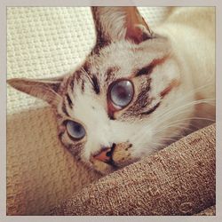 Close-up portrait of cat