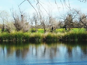 Reflection of trees in lake