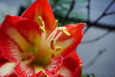 Close-up of red rose flower