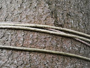 Full frame shot of tree trunk