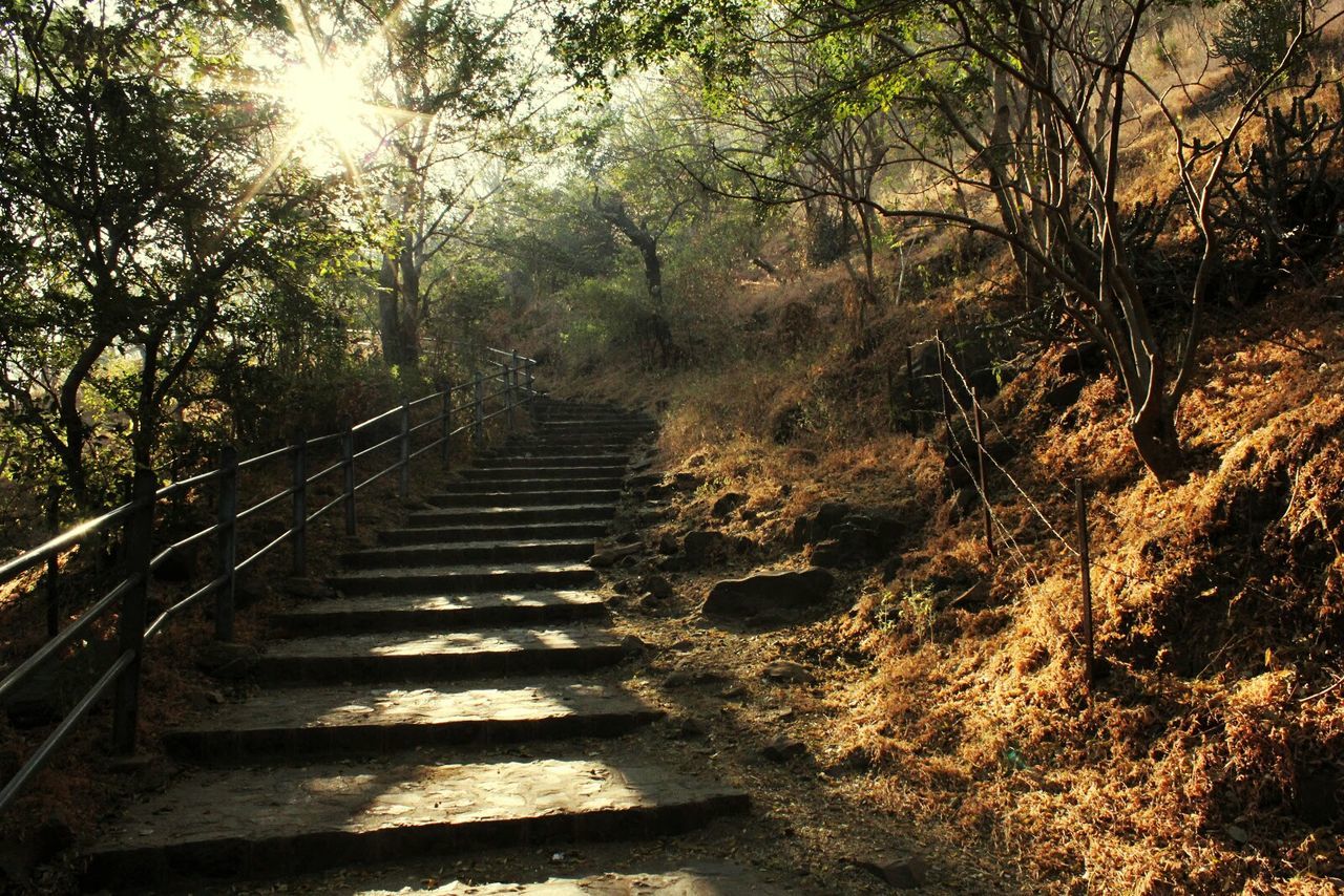 the way forward, steps, steps and staircases, tree, staircase, railing, sunlight, forest, diminishing perspective, tranquility, growth, nature, vanishing point, stairs, plant, outdoors, day, no people, narrow, tranquil scene