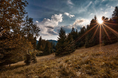 Sunlight streaming through trees in forest against sky