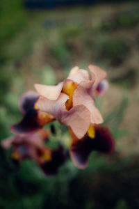 Close-up of flowering plant