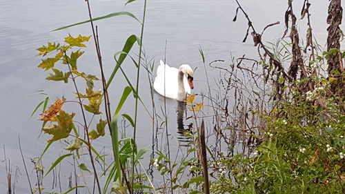 Swan swimming on lake