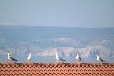 Seagulls perching on house roof against clear sky