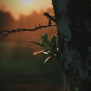 Close-up of barbed wire against sky at sunset