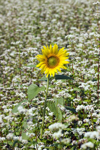 Close-up of yellow flowering plant