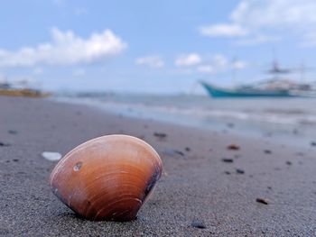 Close-up of shell on beach