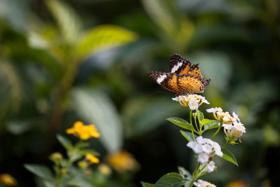 Close-up of butterfly pollinating on flower