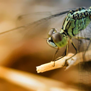 Macro shot of dragonfly 