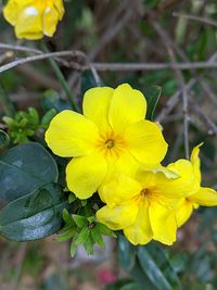 Close-up of yellow flowering plant