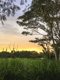 Scenic view of grassy field against cloudy sky