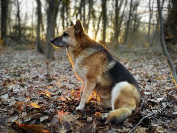 German shepherd dog in the forest at golden hour