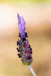 Close-up of insect on purple flower