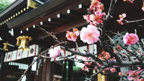 Low angle view of pink flowers