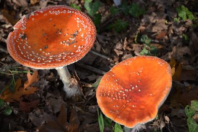 Close-up of fly agaric mushroom growing on field in forest