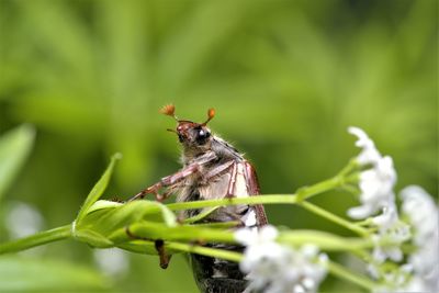 Close-up of butterfly pollinating flower