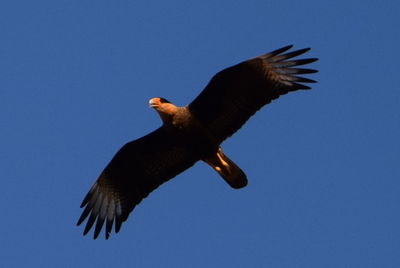 Low angle view of caracara flying in clear blue sky