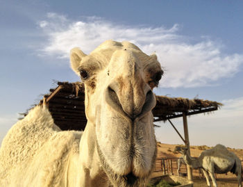 Camel, qassim desert, saudi arabia camel, a desert animal. in als farms camels in arabia, wildlife