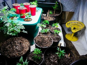 Potted plants in the garden