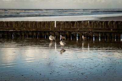 View of birds in sea against the sky