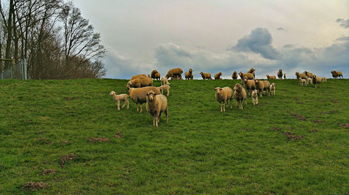 Cows grazing on grassy field