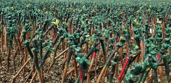 High angle view of grapes plants growing on controlated field 