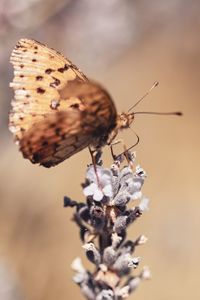 Close-up of butterfly pollinating on flower