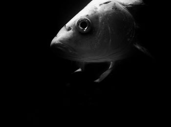 Close-up of fish underwater