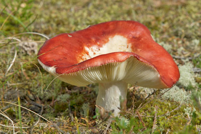 Close-up of mushroom growing on field