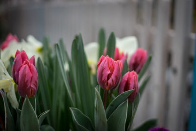 Close-up of pink tulips