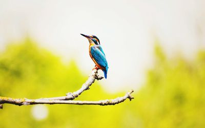 Close-up of bird perching on tree