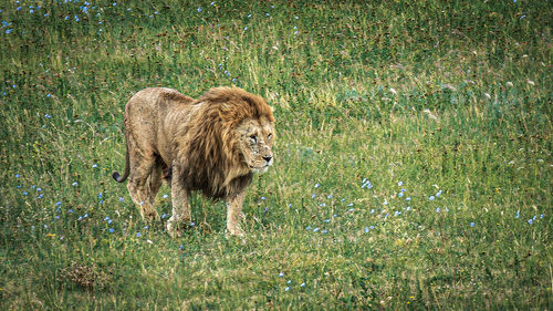 A lion walking on a green savannah