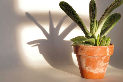 Close-up of potted plant with its shadow against wall